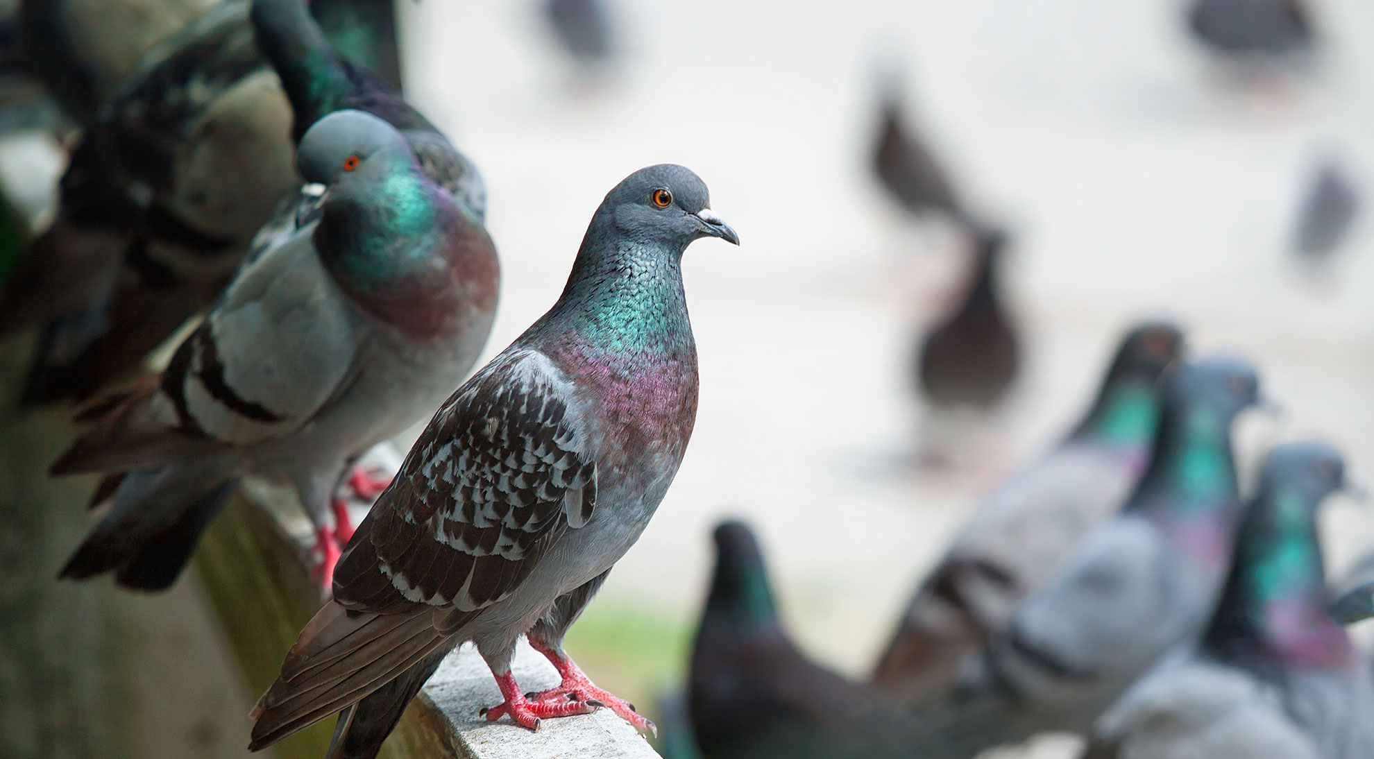 Dépigeonnage à Saint-Étienne et dans la Loire