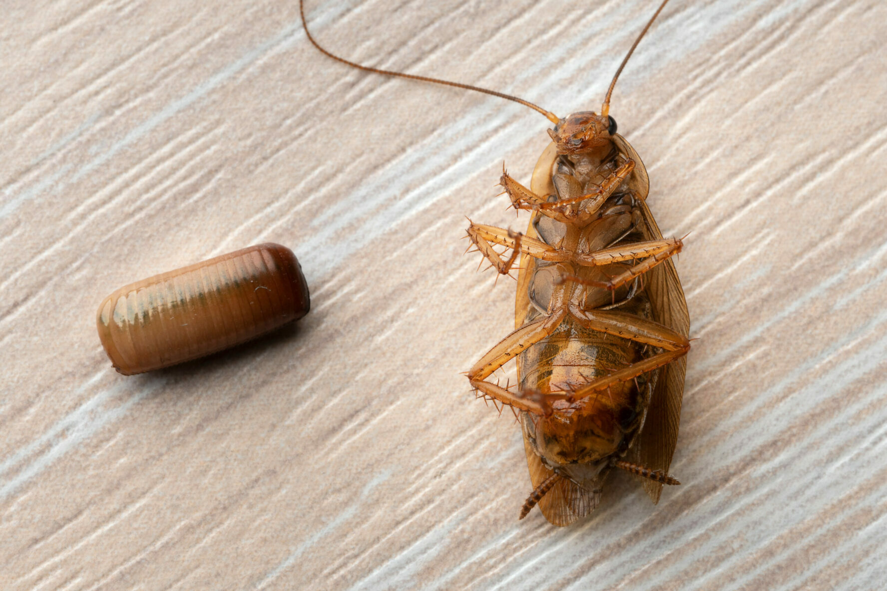 Cafard à côté de son sac d'oeuf