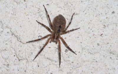 Désinsectisation Araignées, Loire