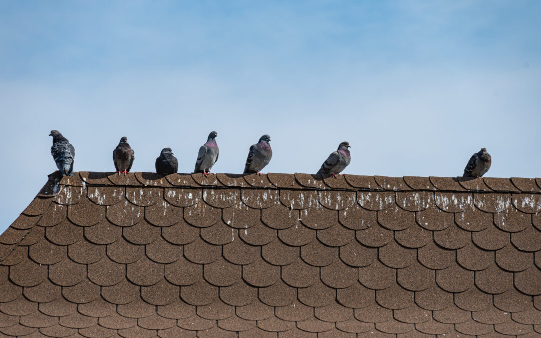 Lutte anti pigeons, Loire