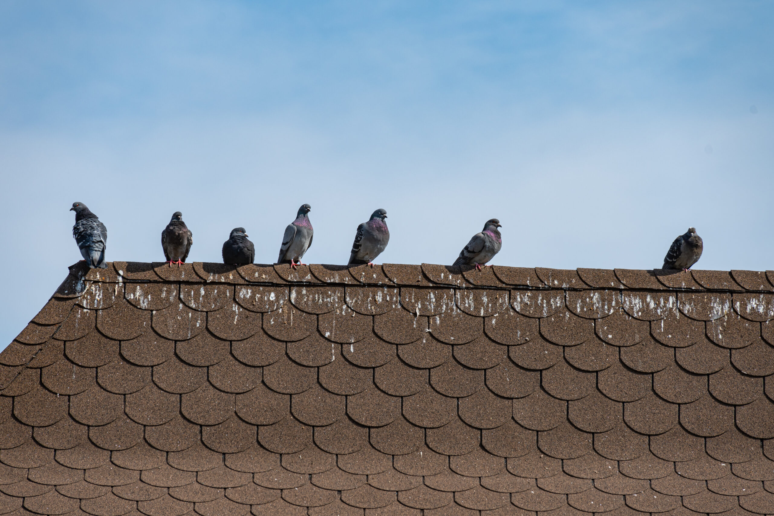 Nuisances pigeons