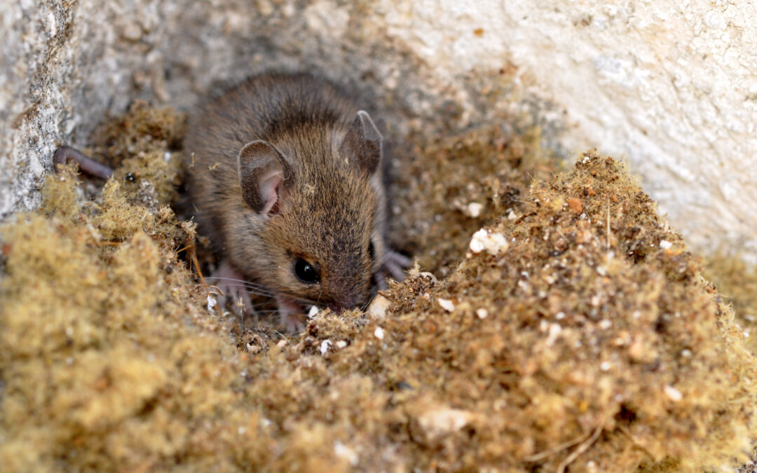 Comment se débarrasser des rats et des souris ?