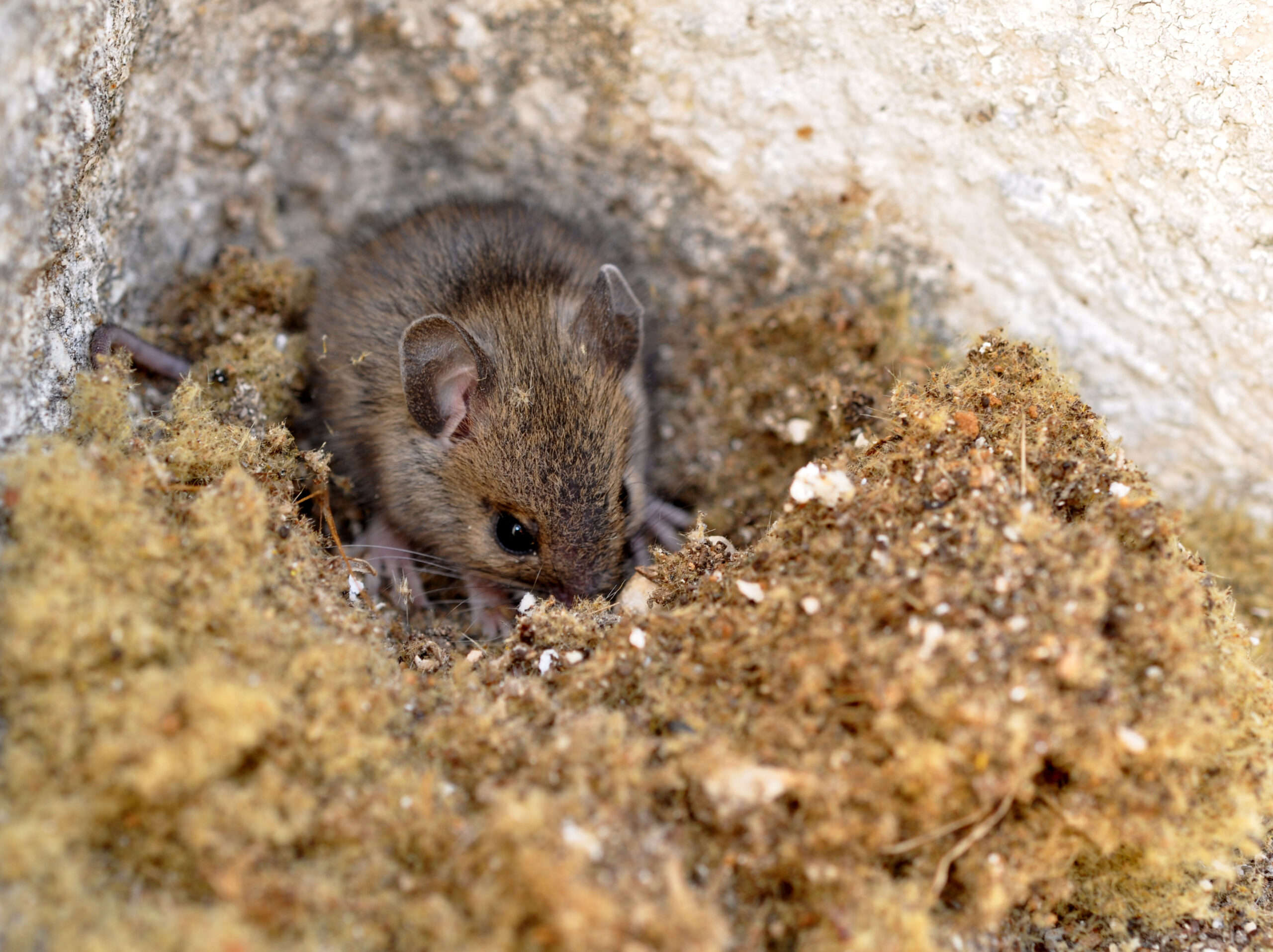 comment se débarrasser de rats