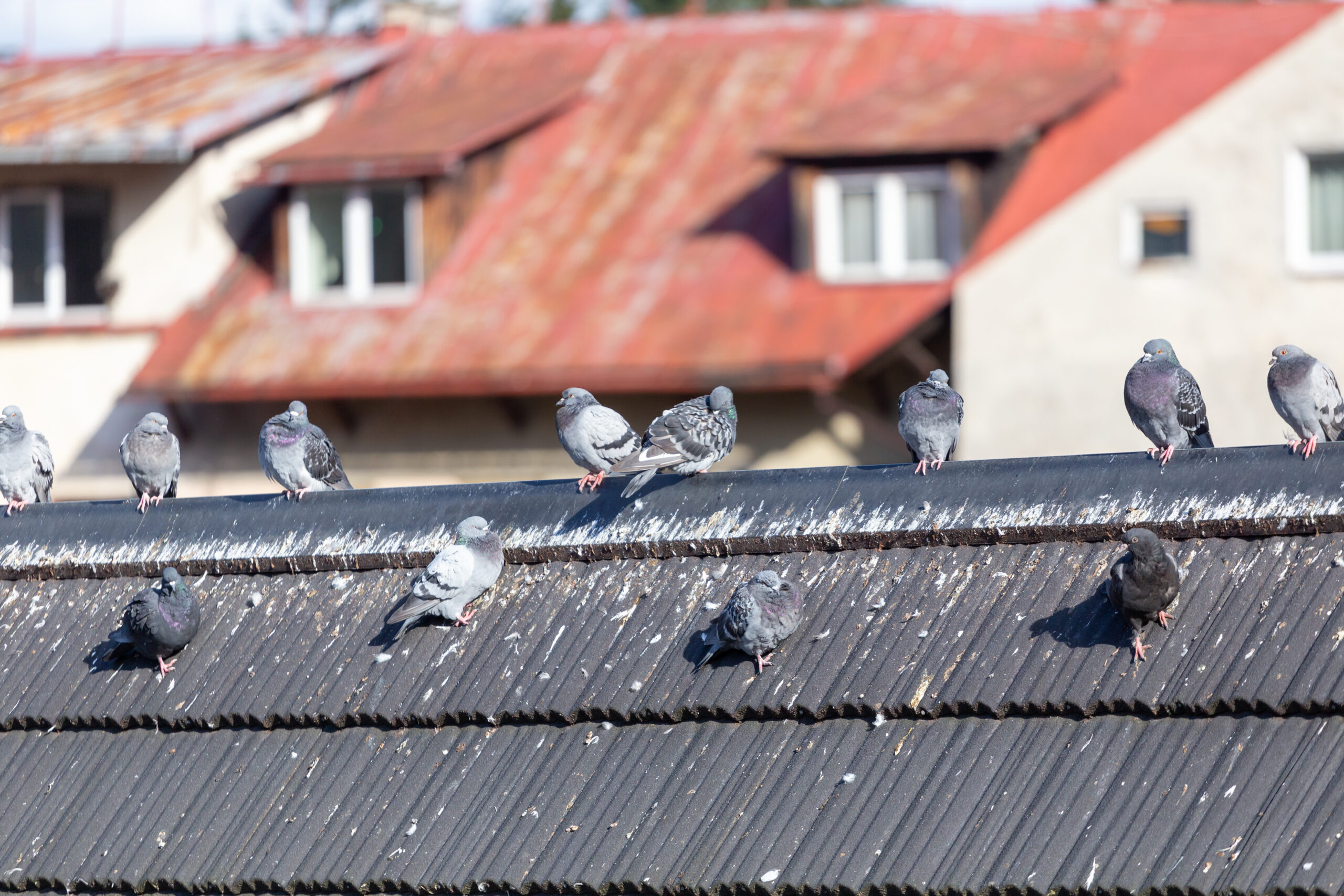 limitation nuisances pigeons ouest lyonnais