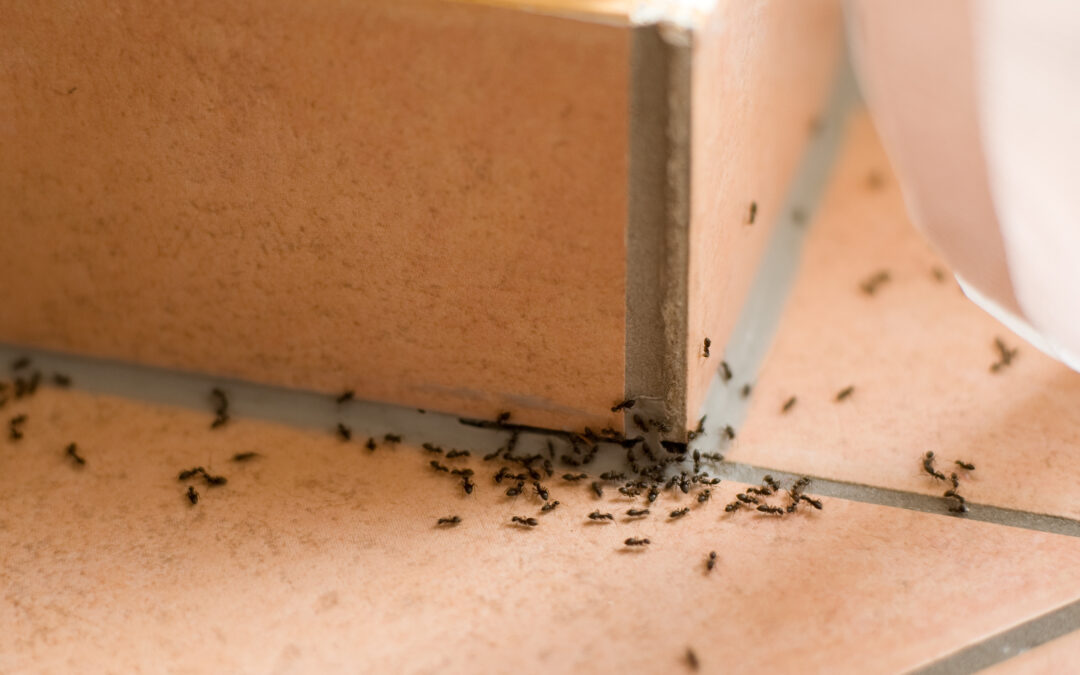 Comment se débarrasser des fourmis dans la maison ?