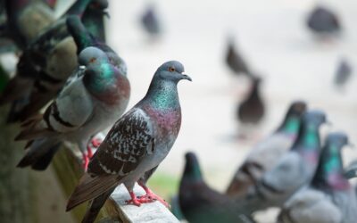 Comment se débarrasser des pigeons