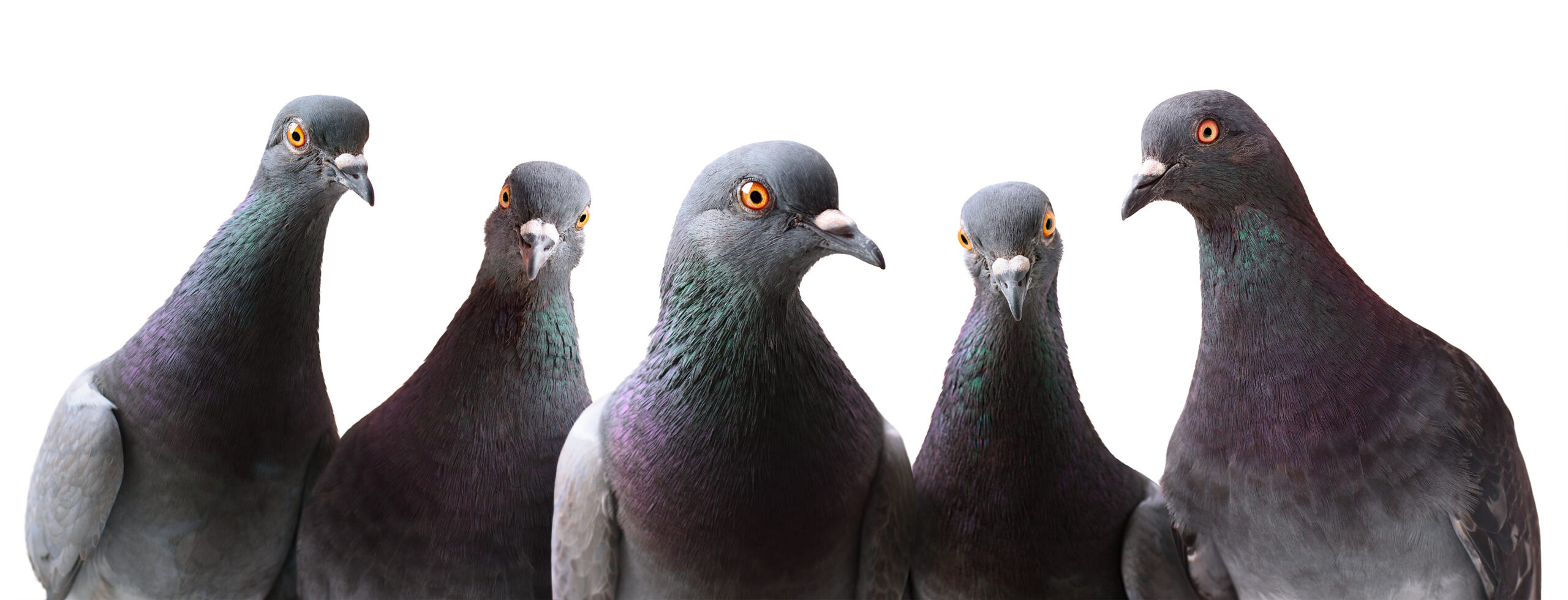 éloigner pigeons